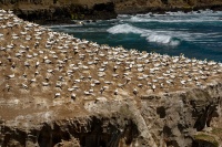 Terej australsky - Sula serrator - Australian Gannet - takapu 0803